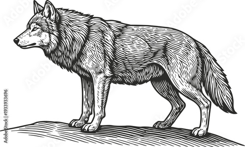 Detailed wolf standing on hill sketch wild animal, forest predator, realistic monochrome drawing