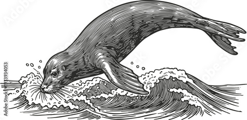 Seal swimming in ocean waves vintage wildlife engraving illustration of marine animal in water