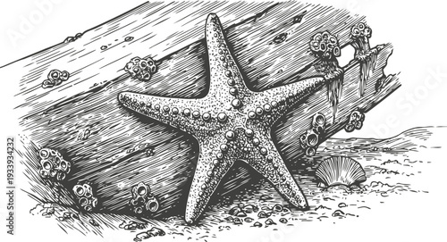 Detailed black and white illustration of a starfish on a wooden log with barnacles and seashells on the sandy sea shore