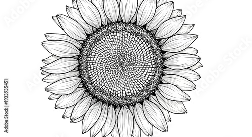 Detailed Sunflower Illustration: A Study in Line and Form.