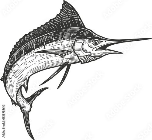 sailfish detailed illustration large fast ocean fish with long bill and prominent dorsal fin marine wildlife sketch