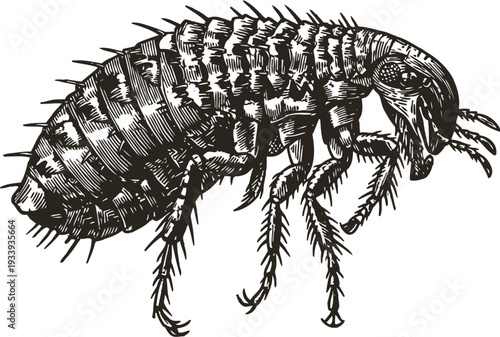 Black and white detailed illustration of a flea insect with segmented body and bristly legs