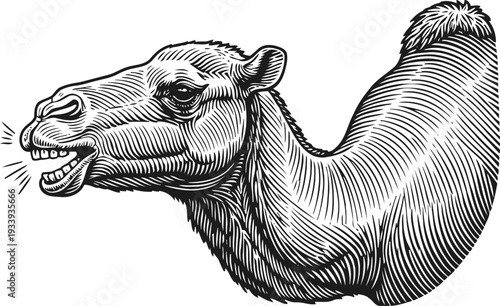 Detailed black and white engraving illustration of a camel head and neck
