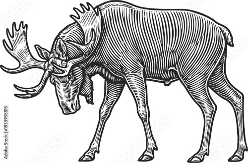 Detailed vintage engraving of a moose standing with lowered head, wildlife animal illustration