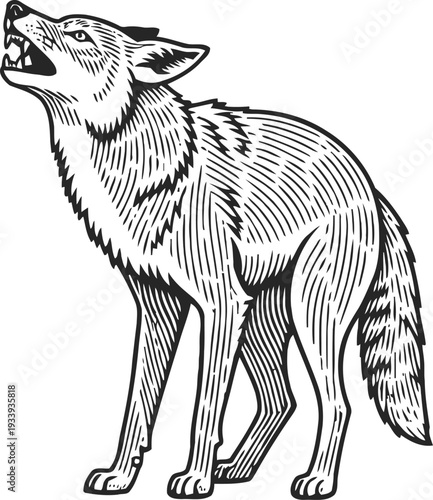 Howling coyote illustration black and white wild animal drawing with textured fur and expressive posture