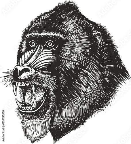 Roaring mandrill head illustration wild primate animal with sharp teeth and detailed fur texture