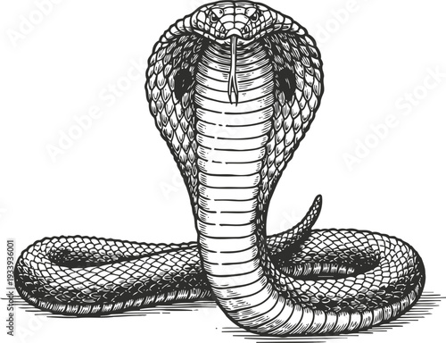 Detailed illustration of a cobra snake with raised hood and coiled body