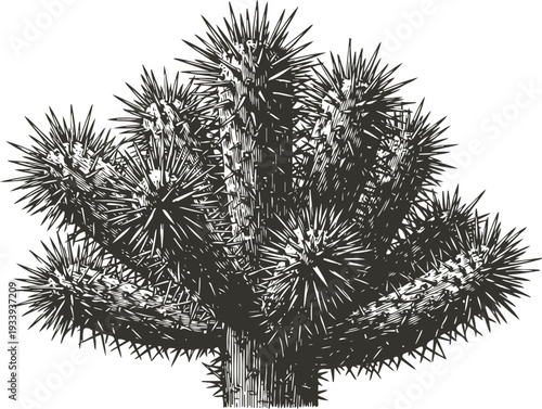 Illustration of spiky cactus plant with multiple arms and dense sharp thorns in black and white