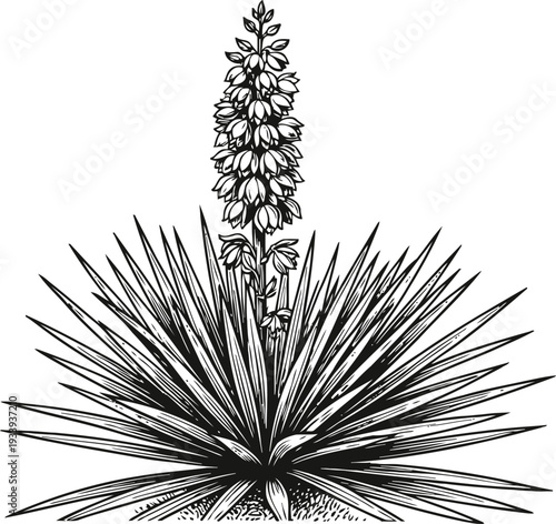 Yucca plant with tall flowering stalk and long pointed leaves detailed botanical illustration