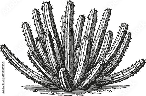 Detailed black and white illustration of a cactus plant with long spiky arms in desert