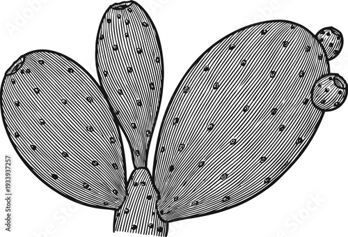 Prickly pear cactus pads detailed vintage botanical illustration with spines and small fruit buds