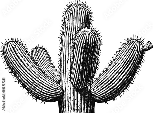 Black and white hand drawn saguaro cactus illustration with detailed spines and texture