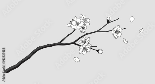 Cherry Blossom Branch Falling Petals Grey Background