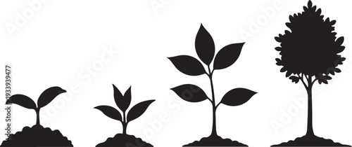 Growth stages of a plant from seedling to tree