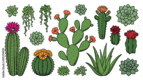 Botanical collection of hand drawn cacti succulents and aloe vera plants
