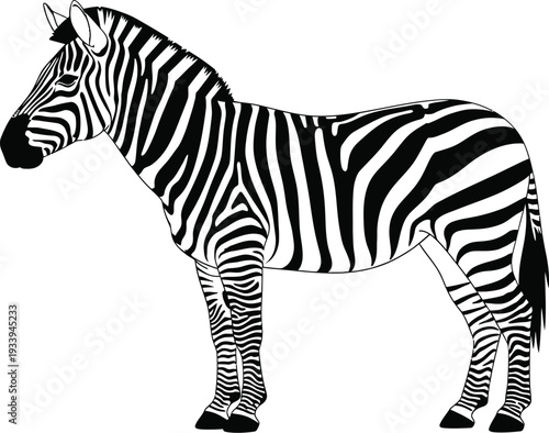 Black and white zebra standing sideways showing distinct striped pattern.