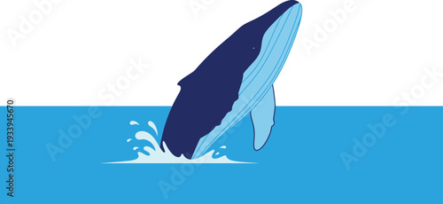 Humpback whale breaches high out of the deep blue ocean water surface.