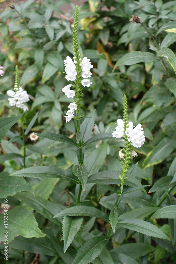 Obraz premium Racemes of white flowers of Physostegia virginiana in July