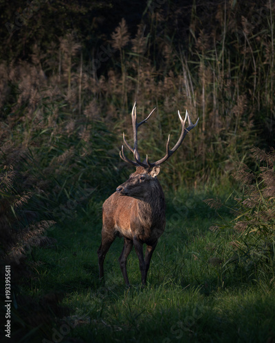 Red deer stag with large antlers standing in tall grass and reeds in a natural wetland habitat. Wildlife scene showing European deer in autumn light, symbolizing nature, wilderness, strength and