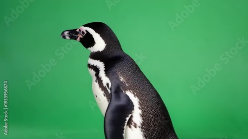 penguin in green screen