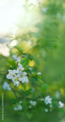 beautiful spring floral landscape. branch with apple tree flowers, abstract nature backdrop. gentle blossoming apple flowers, symbol of spring. dreamy, relax, harmony atmosphere. vertical banner