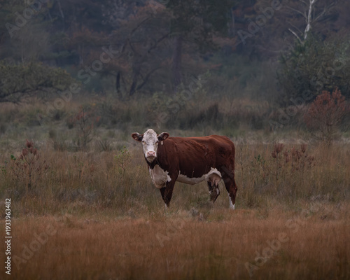 Fotografie Hereford cow standing alone in open grassland with autumn colors