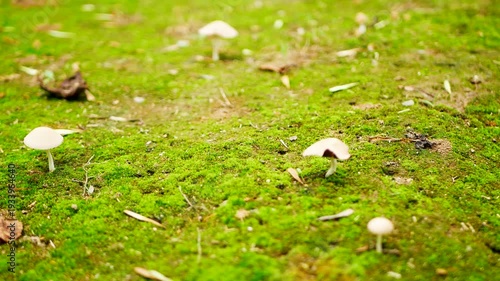 Wallpaper Mural Real Shot of Wild Mushrooms in an Outdoor Forest Torontodigital.ca