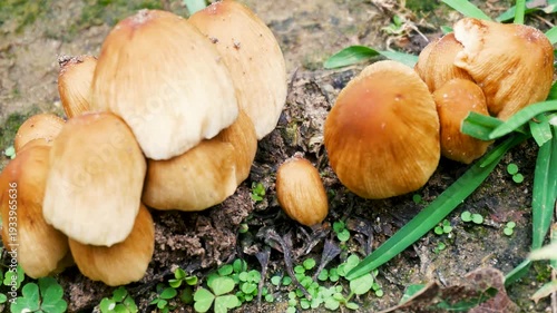 Wallpaper Mural Real Shot of Wild Mushrooms in an Outdoor Forest Torontodigital.ca