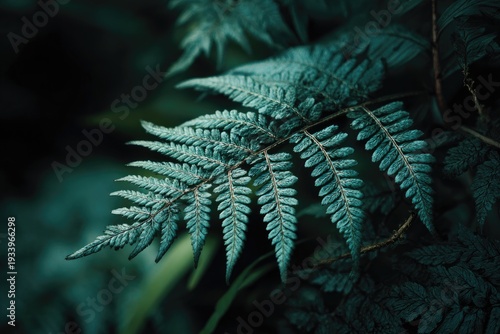 Close-up of a fern leaf, showcasing its intricate details and texture in varying shades of green