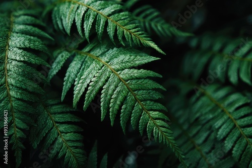 Close-up of lush, vibrant fern fronds, showcasing intricate details in natural greens