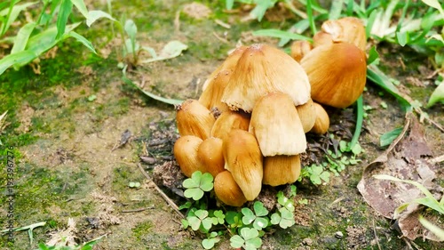 Wallpaper Mural Real Shot of Wild Mushrooms in an Outdoor Forest Torontodigital.ca