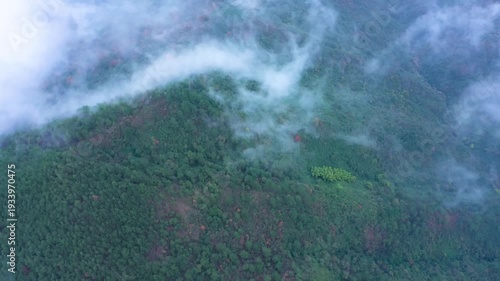 Wallpaper Mural 4K Aerial View of Lush Green Jungle Depths with Misty Clouds and Natural Majesty Torontodigital.ca