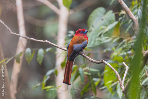 Red-headed Trogon (Harpactes erythrocephalus), Male at Latpanchar, West Bengal, India — a flash of crimson and emerald in the misty Himalayan foothills.