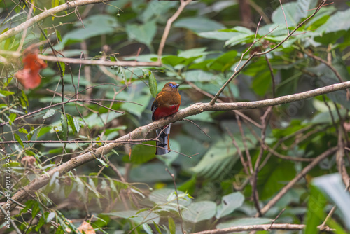 Red-headed Trogon (Harpactes erythrocephalus). Female at Latpanchar, West Bengal, India — a flash of crimson and emerald in the misty Himalayan foothills.