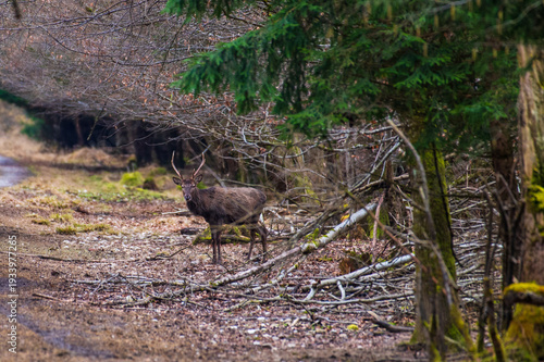 A stag molting stands at the side of a path in the forest in early spring.