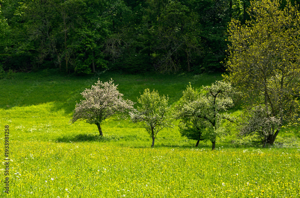 Obraz premium Junge Obstbäume im Fühling