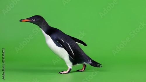 penguin in green screen