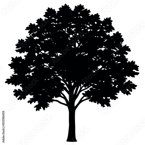 A paperbark maple tree silhouette vector illustration 