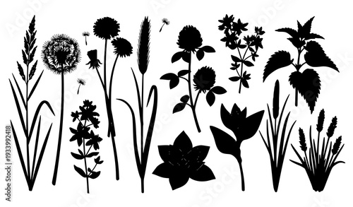 Meadow Field Plants Silhouette Set with Fescue Dandelion Clover and Nettle Isolated on White