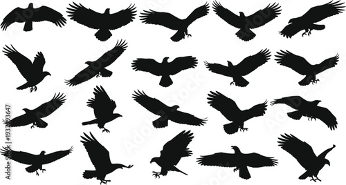 Flying eagle silhouette vector illustration set, various birds of prey in different flight poses. Great for logo and icon design
