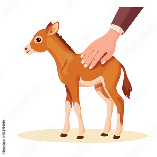 Donkey foal being petted by a hand on a neutral background