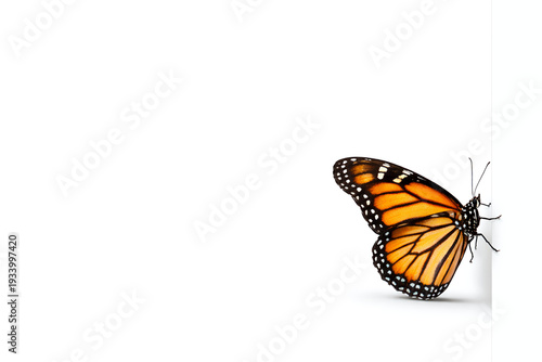 Monarch Butterfly Isolated on White Background with Copy Space