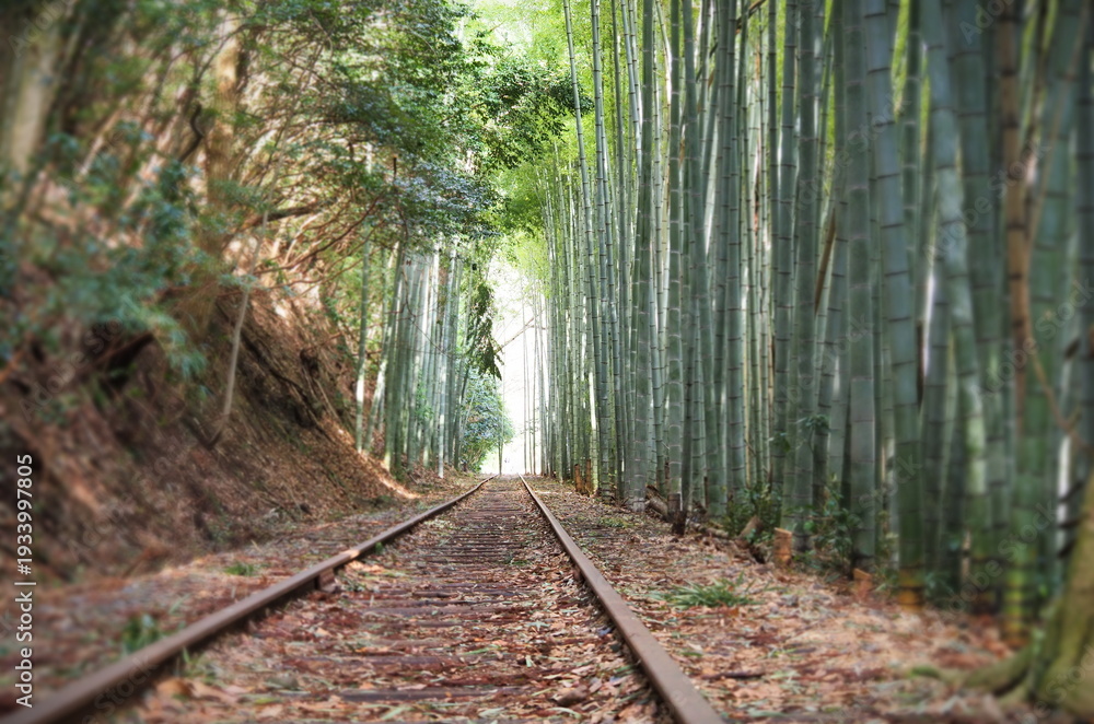 Fototapeta premium 竹林の中の廃線跡
