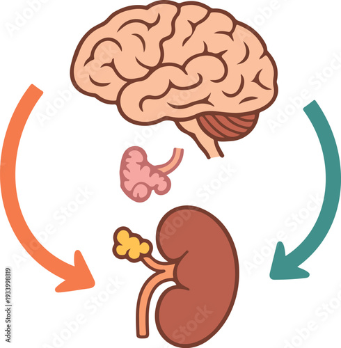 Flat vector illustration depicting the biological feedback loop between the human brain, pituitary gland, adrenal gland on a kidney, with circular arrows