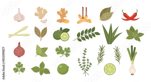 Fresh Herbs and Culinary Spices Vector Collection for Cooking Ingredients Design