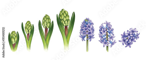 wheat ears isolated on white