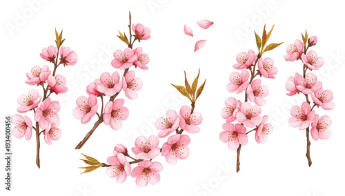 pink flowers isolated on white