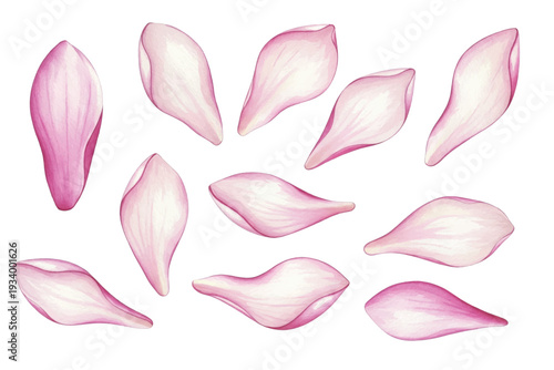 pink flower petals