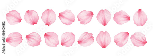 pink tulips isolated on white