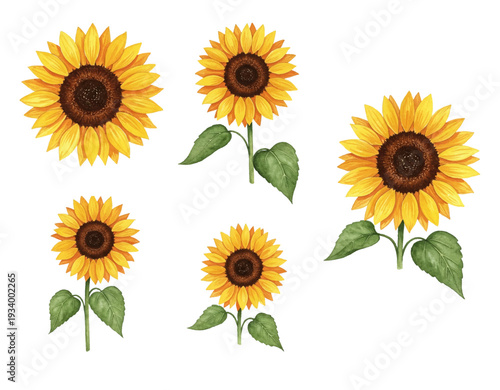 sunflower isolated on white background